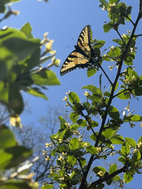 Dragonflies and Daisies - Testimonials